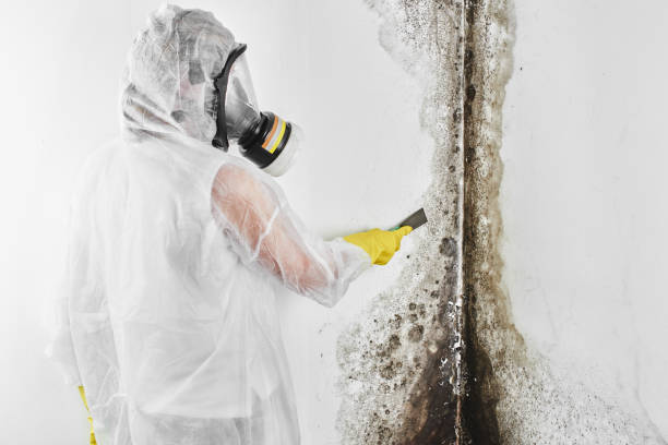 Attic Mold Removal in North St Paul, MN