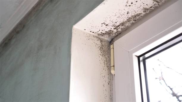 Professional Mold Removal in North St Paul, MN