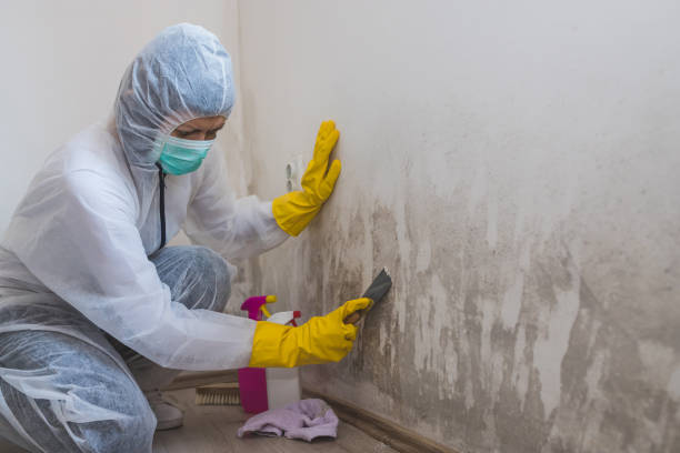 Best Commercial Mold Removal  in North St Paul, MN