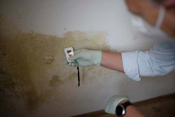Mold Testing and Removal in North St Paul, MN
