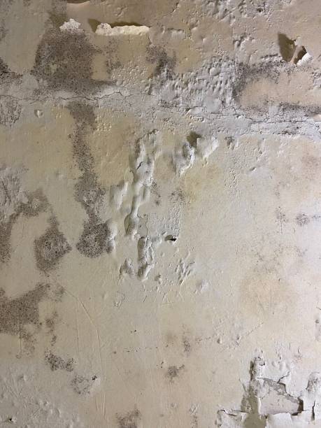 Mold Removal and Inspection in North St Paul, MN